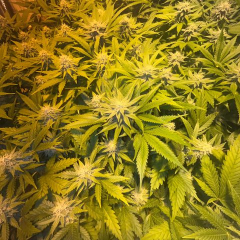 Critical Kush #3 growlog timeline photo