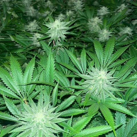 Critical Kush #3 growlog timeline photo