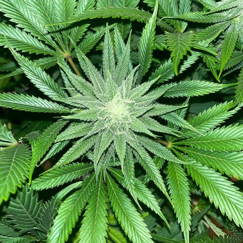 Critical Kush #3 growlog timeline photo