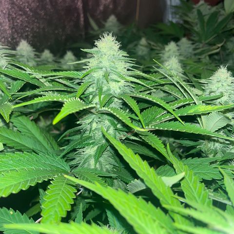 Critical Kush #3 growlog timeline photo