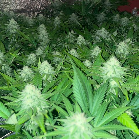 Critical Kush #3 growlog timeline photo