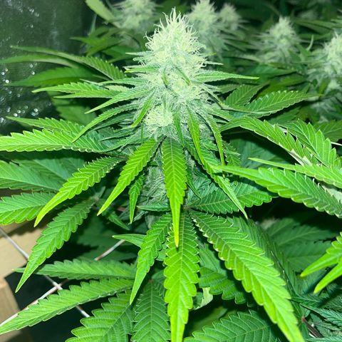 Critical Kush #3 growlog timeline photo