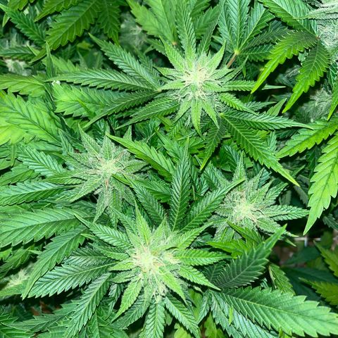 Critical Kush #3 growlog timeline photo