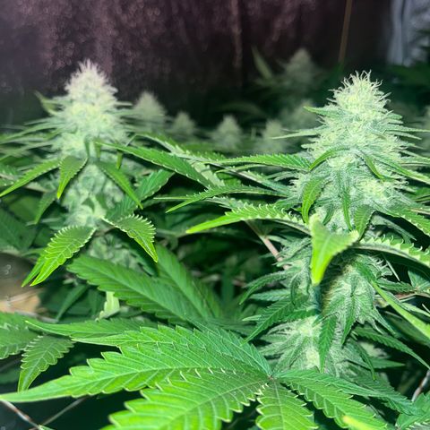 Critical Kush #3 growlog timeline photo