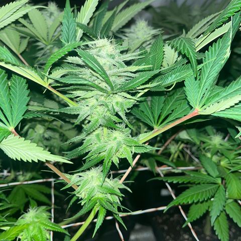 Critical Kush #3 growlog timeline photo