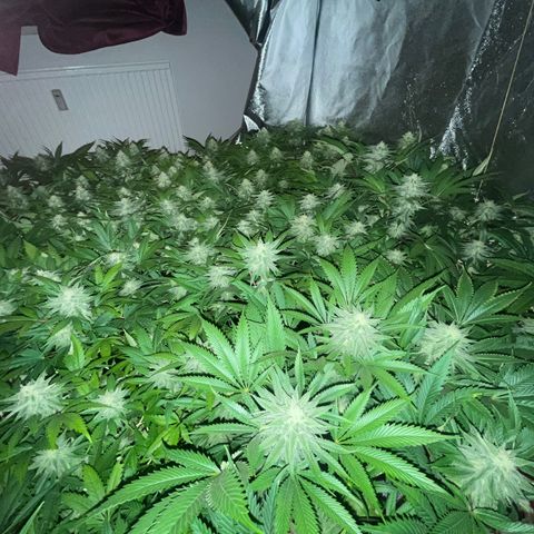 Critical Kush #3 growlog timeline photo