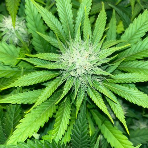 Critical Kush #3 growlog timeline photo