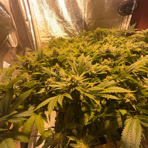Critical Kush #3 growlog timeline photo