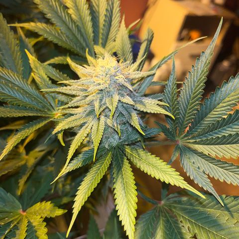 Critical Kush #3 growlog timeline photo