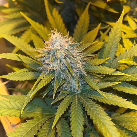 Critical Kush #3 growlog timeline photo