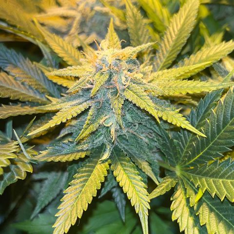 Critical Kush #3 growlog timeline photo