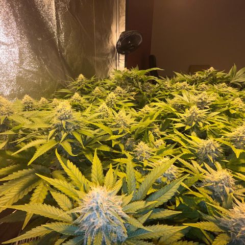 Critical Kush #3 growlog timeline photo