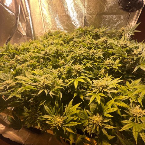 Critical Kush #3 growlog timeline photo