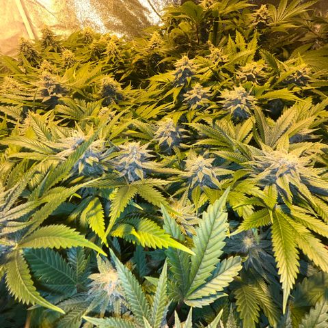 Critical Kush #3 growlog timeline photo