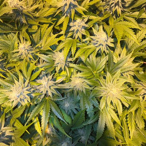 Critical Kush #3 growlog timeline photo