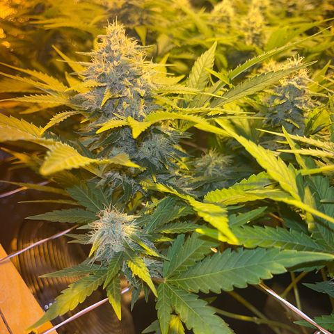 Critical Kush #3 growlog timeline photo