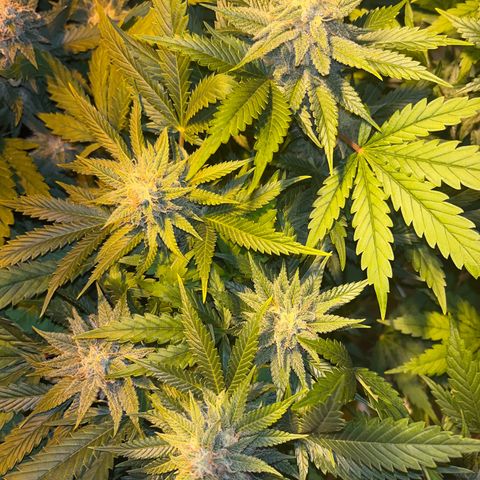 Critical Kush #3 growlog timeline photo
