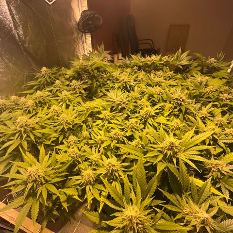 Critical Kush #3 growlog timeline photo