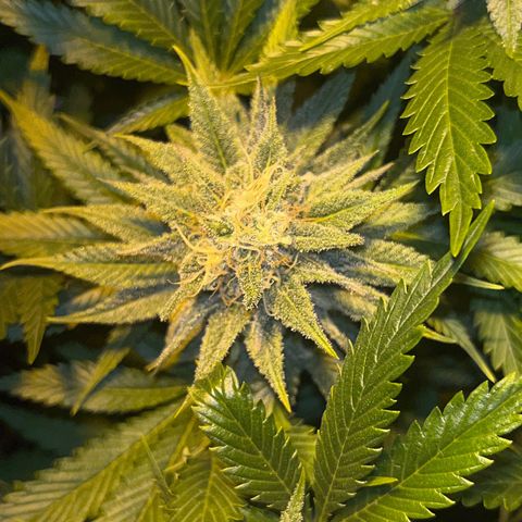 Critical Kush #3 growlog timeline photo