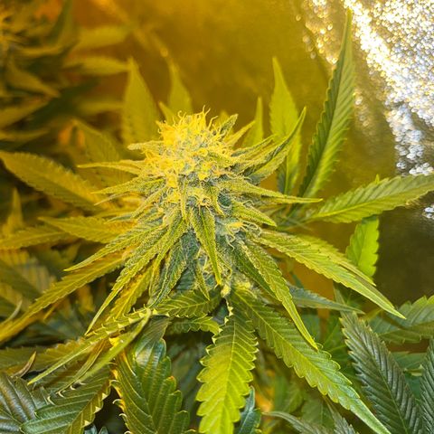 Critical Kush #3 growlog timeline photo