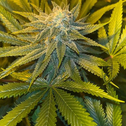 Critical Kush #3 growlog timeline photo