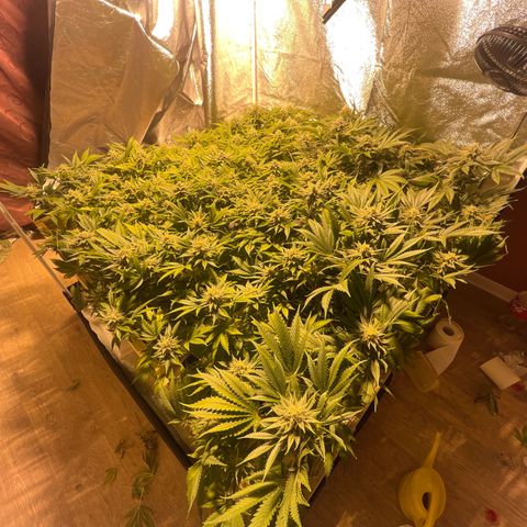 Critical Kush #3 growlog timeline photo