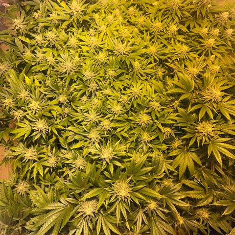 Critical Kush #3 growlog timeline photo