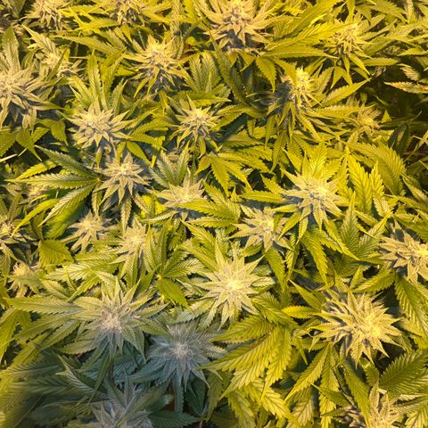Critical Kush #3 growlog timeline photo