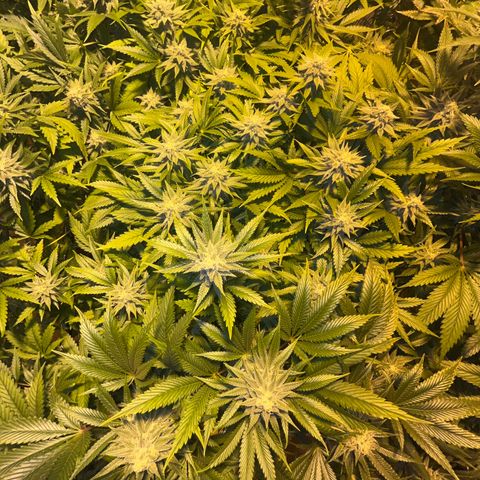 Critical Kush #3 growlog timeline photo