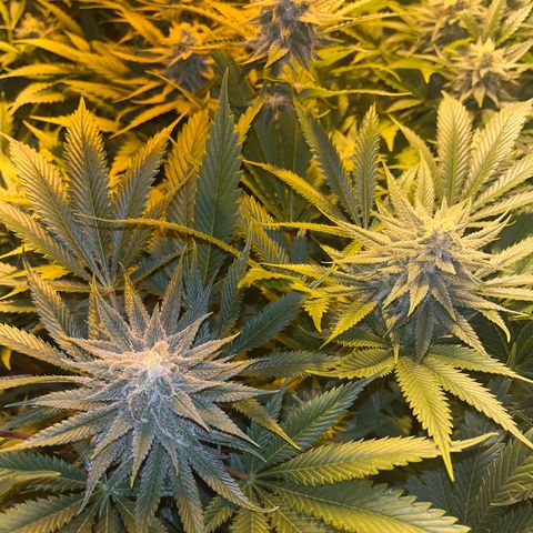 Critical Kush #3 growlog timeline photo