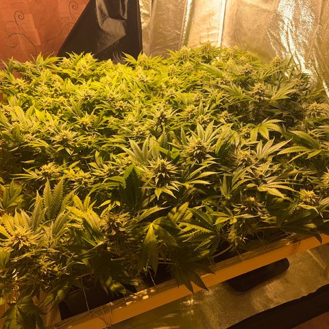 Critical Kush #3 growlog timeline photo