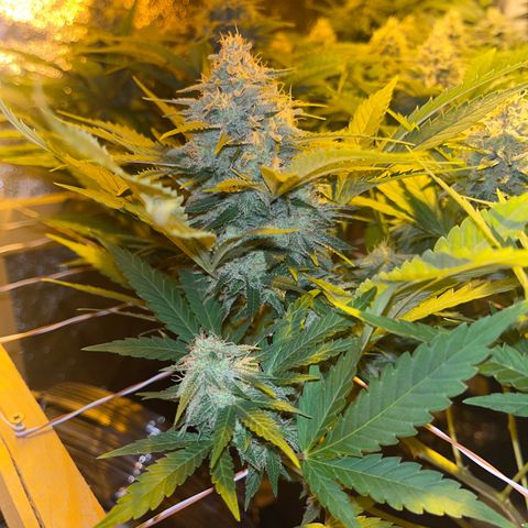 Critical Kush #3 growlog timeline photo