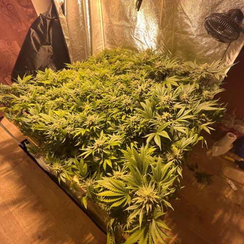 Critical Kush #3 growlog timeline photo