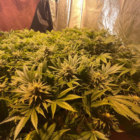 Critical Kush #3 growlog timeline photo