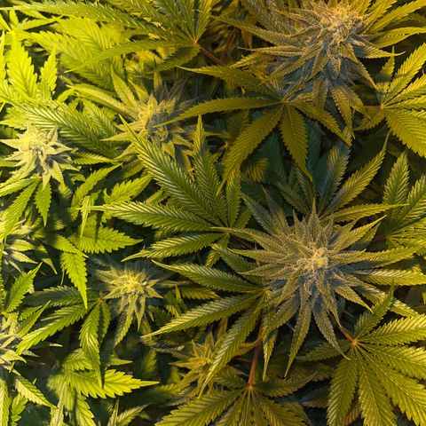 Critical Kush #3 growlog timeline photo