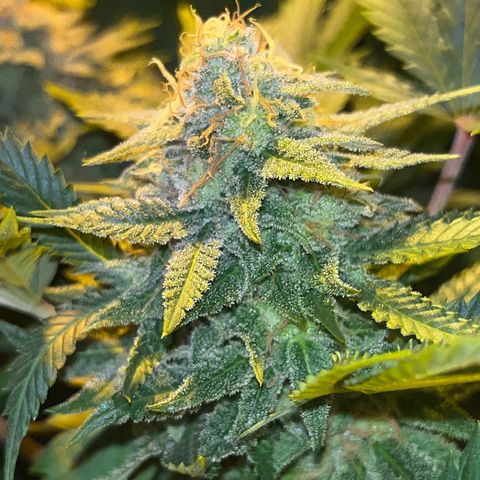 Critical Kush #3 growlog timeline photo