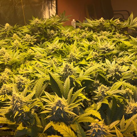Critical Kush #3 growlog timeline photo