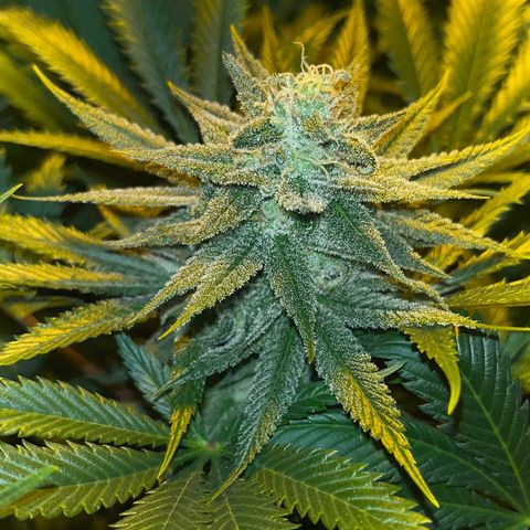 Critical Kush #3 growlog timeline photo