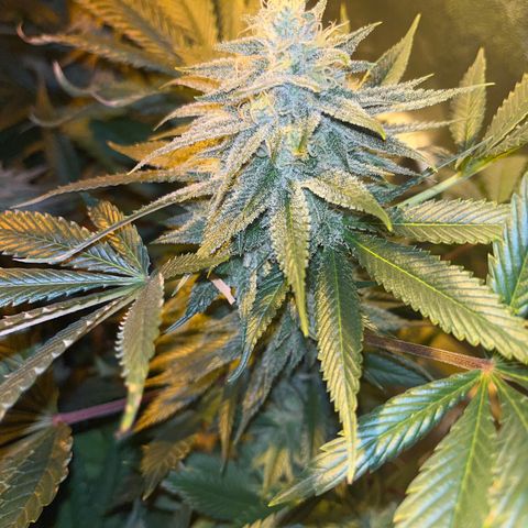 Critical Kush #3 growlog timeline photo
