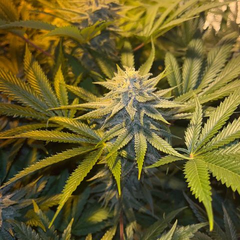 Critical Kush #3 growlog timeline photo