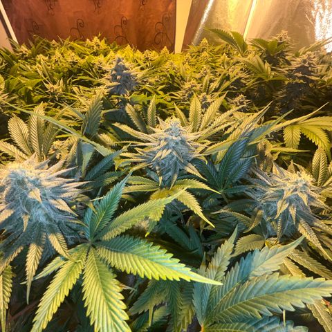 Critical Kush #3 growlog timeline photo