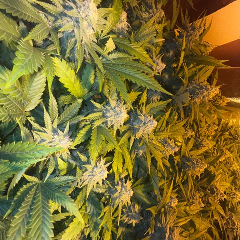 Critical Kush #3 growlog timeline photo