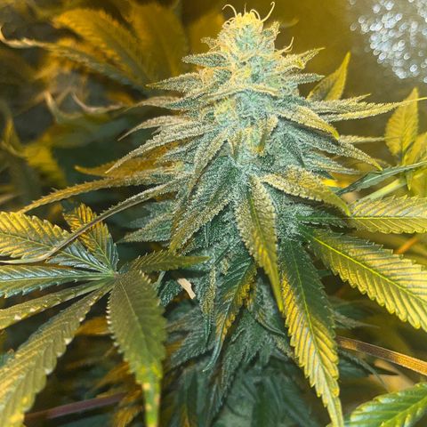 Critical Kush #3 growlog timeline photo