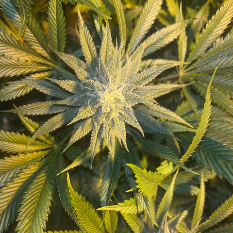 Critical Kush #3 growlog timeline photo