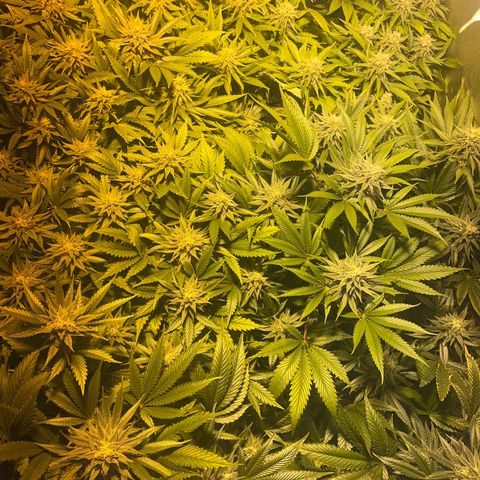 Critical Kush #3 growlog timeline photo