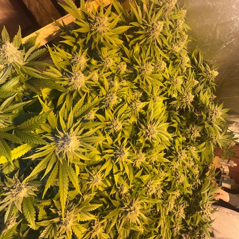 Critical Kush #3 growlog timeline photo