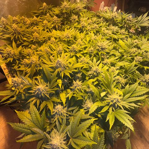 Critical Kush #3 growlog timeline photo