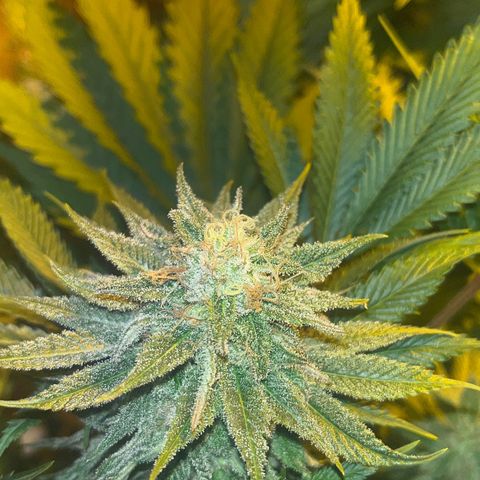Critical Kush #3 growlog timeline photo