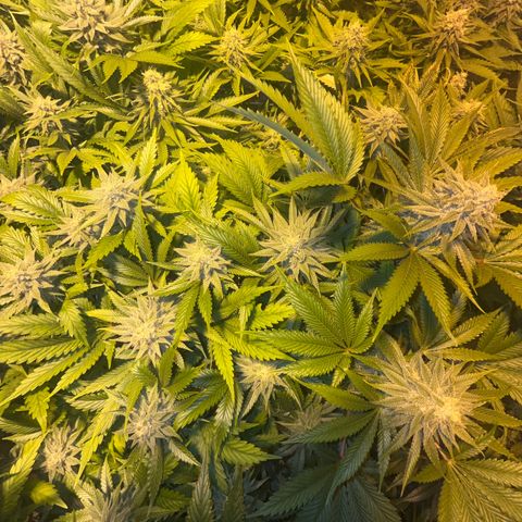 Critical Kush #3 growlog timeline photo
