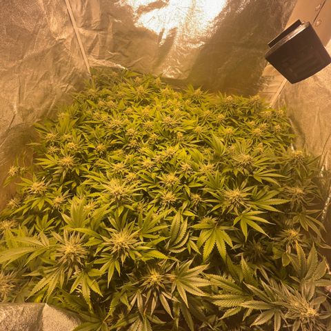 Critical Kush #3 growlog timeline photo